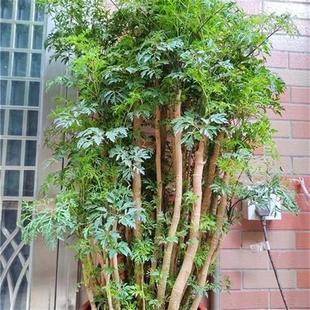 金钱兜圆叶福禄桐盆景室内客厅净化招财金钱树老桩钱多多常青绿植