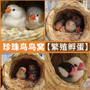 珍珠鸟繁殖窝专用鸟窝四季通用草窝文鸟用品大全鸟巢七彩鸟笼配件