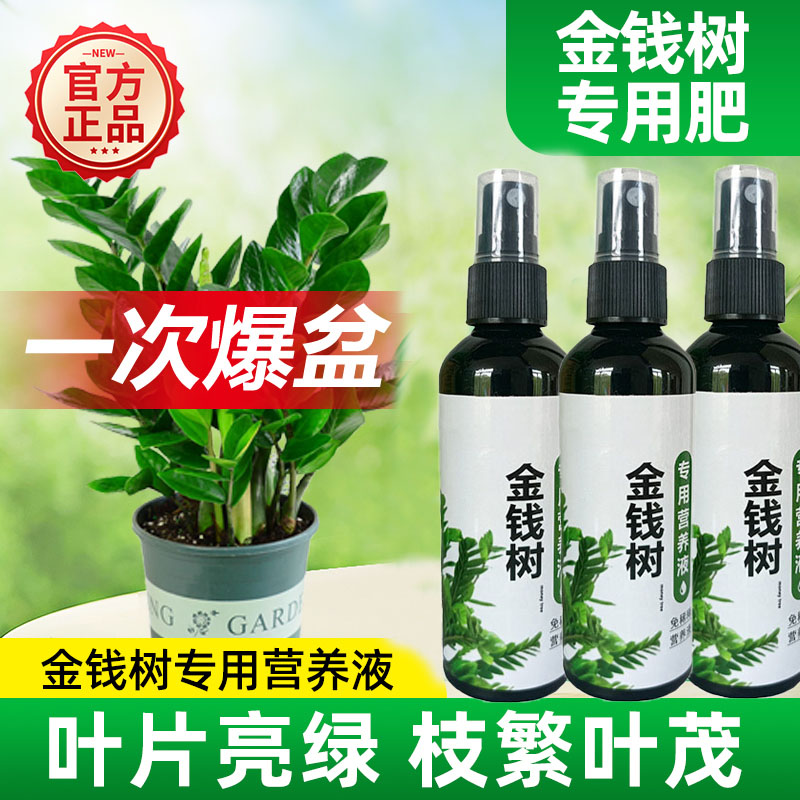 金钱树专用营养液叶子发黄叶