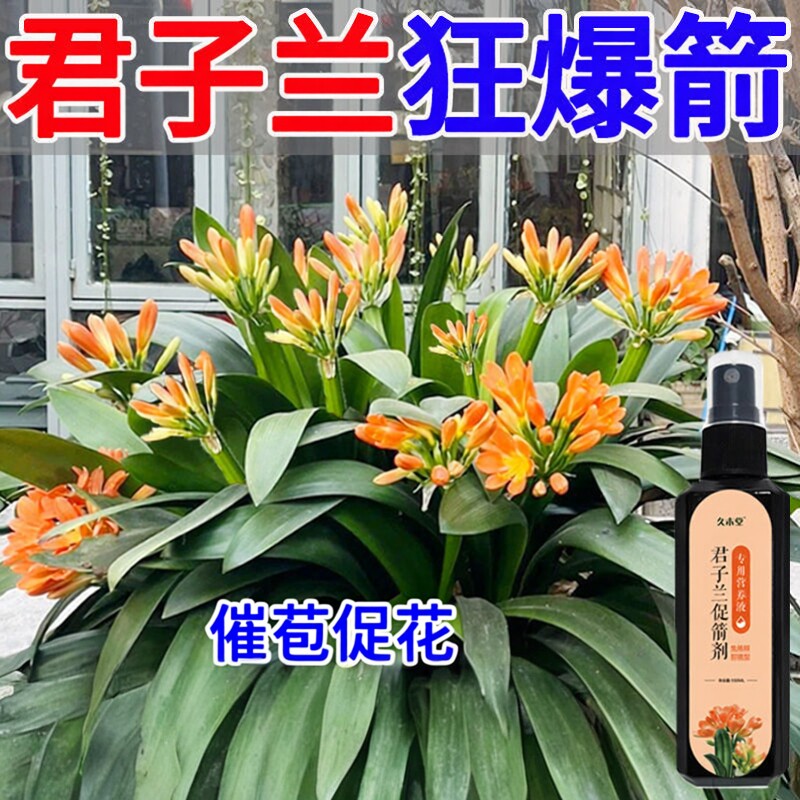 君子兰促箭剂催花营养液促花箭防黄叶快速开花专用肥免稀释液体肥