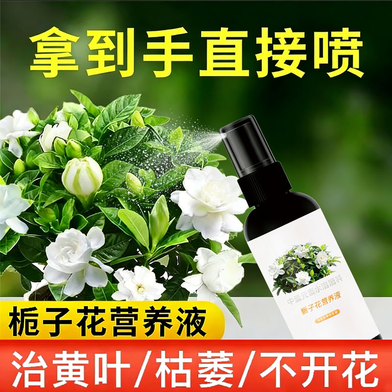 栀子花专用营养液四季开花防黄