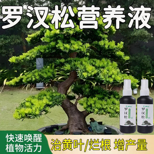 【四季爆芽】罗汉松专用营养液治叶子发黄枯瘦干尖烂根落叶促生长