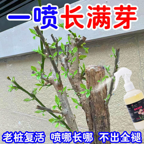 植物爆芽素优芽素多肉叶插促芽