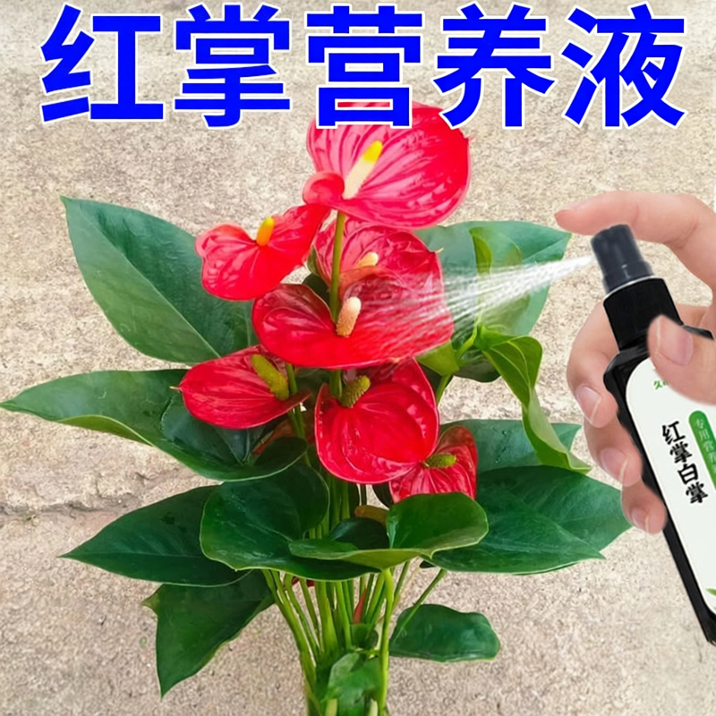 红掌专用肥料白掌一帆风顺营养液专用肥家用盆栽养花土培水培通用