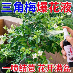 三角梅复活液老桩催芽剂防枯树烂根黄叶强力生根药水专用营养液