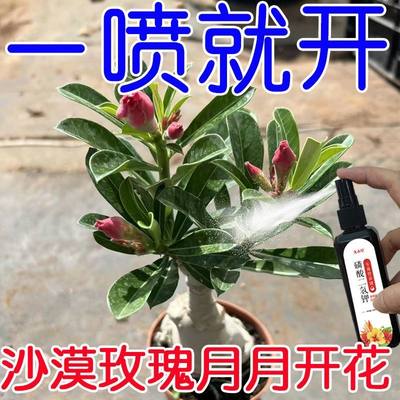 通用型植物营养液家用养花卉绿萝水培绿植多肉盆栽发财树液体肥料