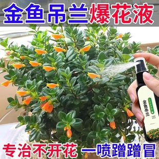 【爆满枝】金鱼吊兰专用营养液金鱼花肥料促花苞催开花盆栽专用肥