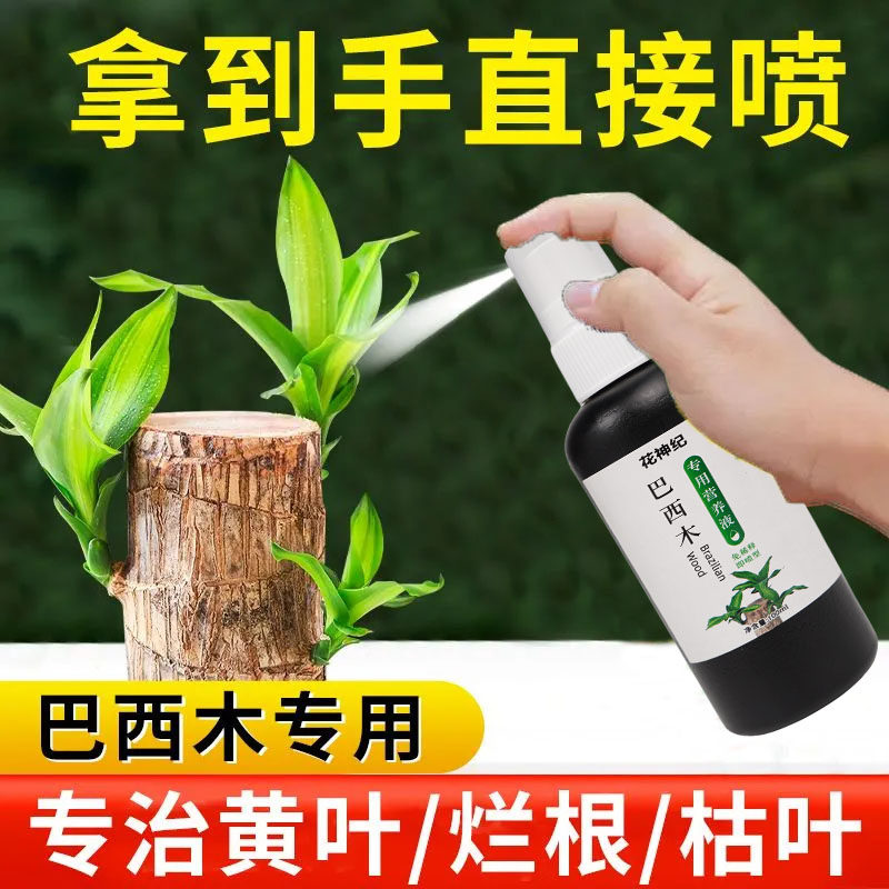 水培巴西木营养液幸运木巴旦木专用肥料养花卉绿植花肥植物通用型