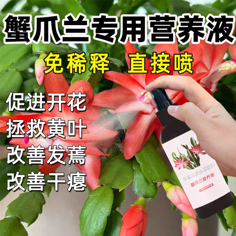 蟹爪兰专用营养液急救软烂开花