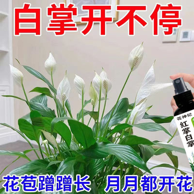 白掌红掌鸿运当头一帆风顺专用营养液家用养花肥料盆栽土水培通用