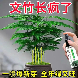 【一喷常绿】文竹营养液专用肥治叶子发黄枯瘦干尖烂根落叶促生长