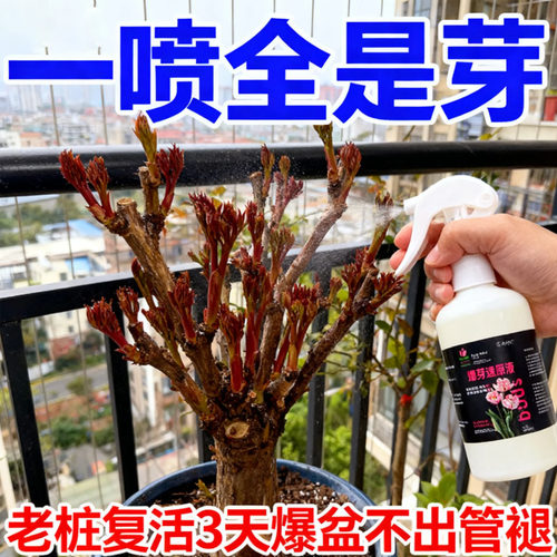 爆满芽】老桩催芽剂液体促芽僵苗快速发新芽防黄叶营养复活爆芽素