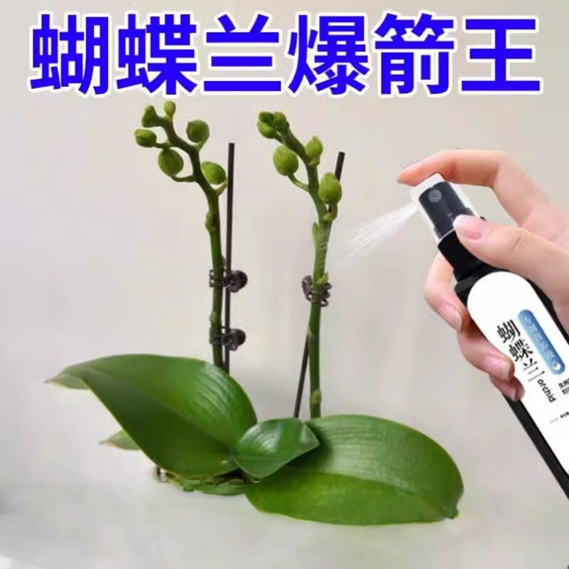 爆箭王蝴蝶兰营养液促花防黄叶