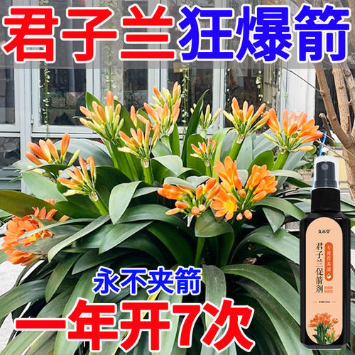 君子兰促箭剂催花营养液促花箭防黄叶快速开花专用肥免稀释液体肥