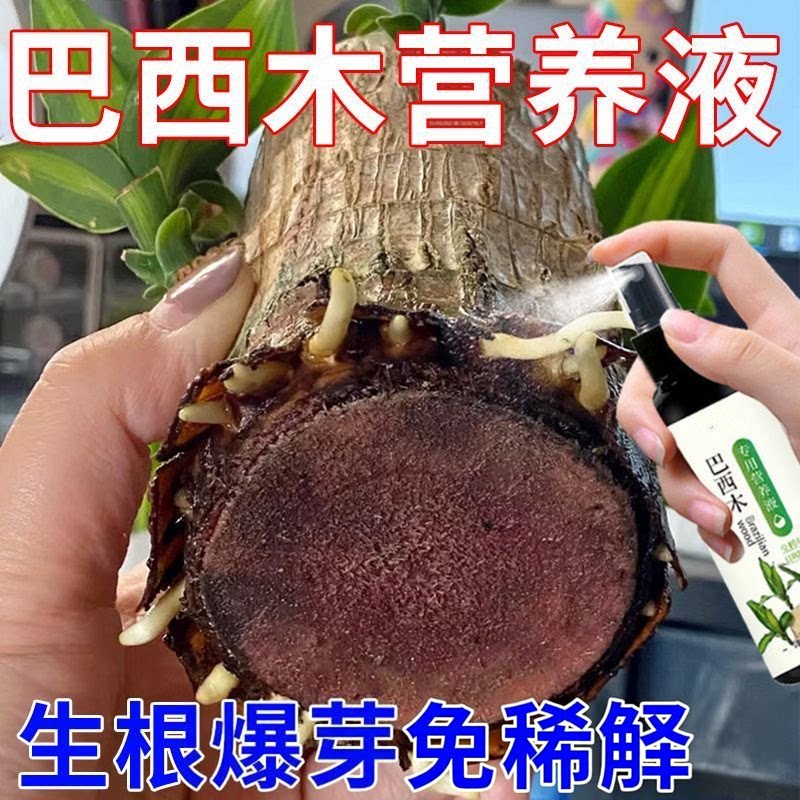 巴西木营养液专用肥防黄叶