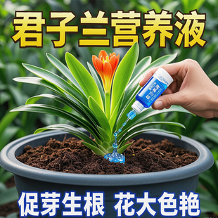 君子兰营养液专用肥兰花促箭防黄叶治烂根家用盆栽植物通用花肥料