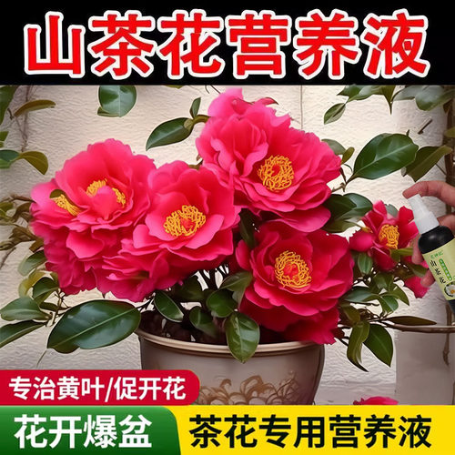 【不掉花苞】山茶花专用肥营养液防黄叶落蕾干尖催花促花叶面肥