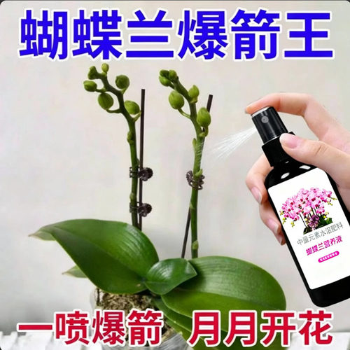 爆箭王蝴蝶兰专用营养液促花