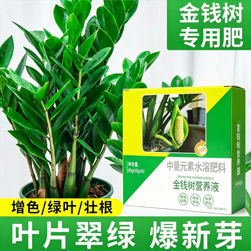 金钱树专用营养液叶黄根烂修复