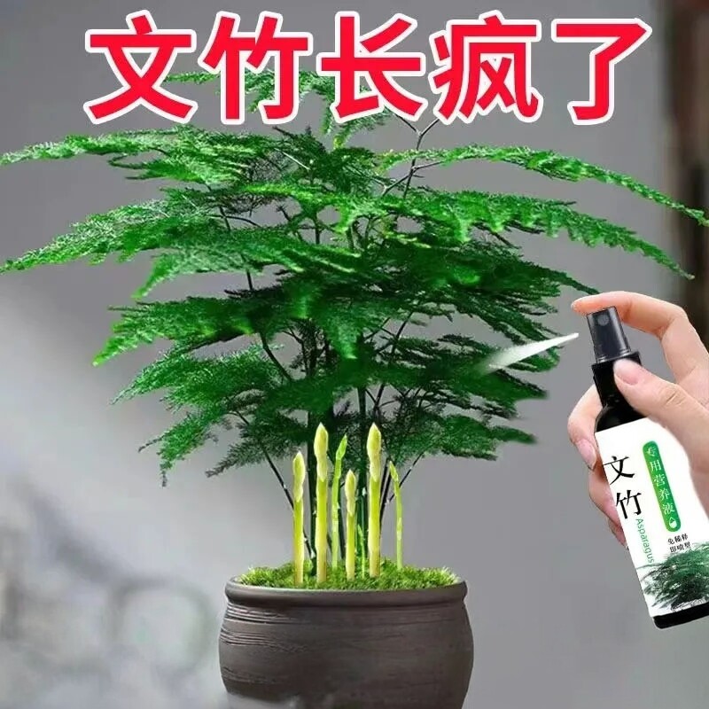文竹营养液防黄干尖促芽