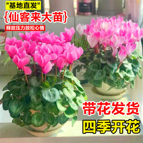 仙客来盆栽带花四j季开花客厅盆景好养大花室内外耐寒年宵花卉绿