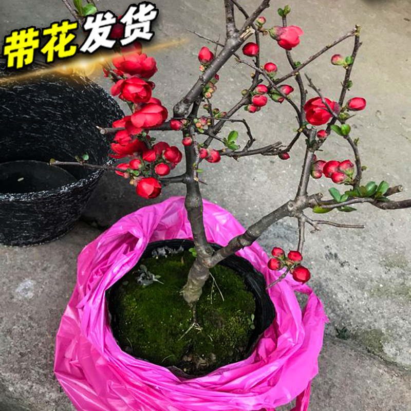 海棠花盆栽d树苗老桩四季开花卉植物室内花庭院阳台名贵绿植好养