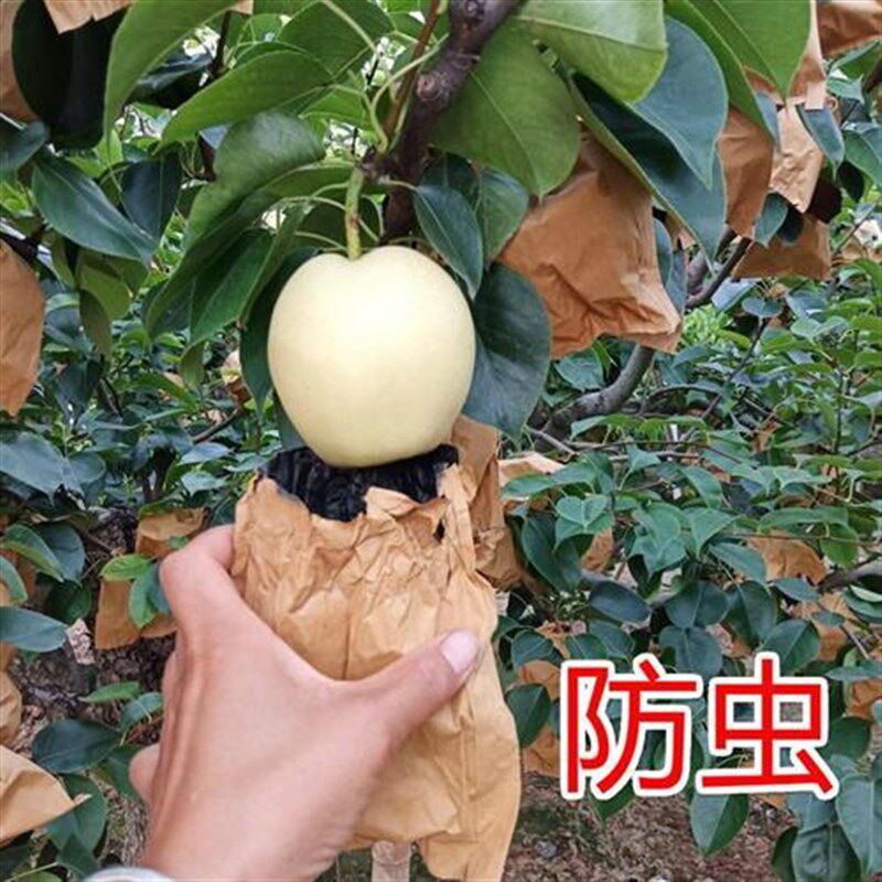 2022新款套袋梨专用梨子套袋专用纸袋梨子包梨袋梨树袋袋子套套袋