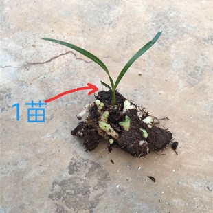 云南兰花 原种兰龙根龙蛋苗兰花兰草矮种盆栽盆景观赏花卉