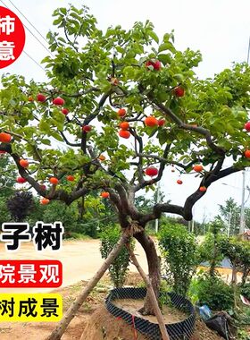 特大柿子树苗庭院果树q无核脆甜牛心火晶南北方种植造型柿子树果