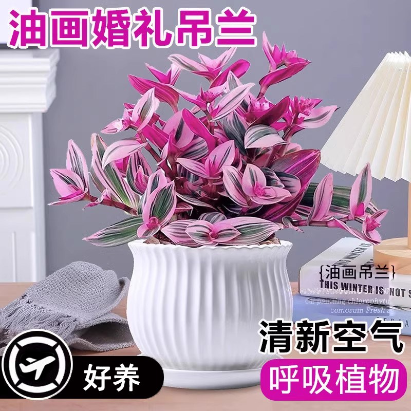 油画婚礼吊兰大苗盆栽室内垂吊植物花卉阳台多肉老U桩绿植四季好图片
