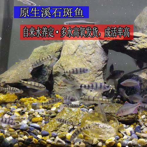 生态光唇鱼苗溪石斑鱼缸生u原观赏游冷水鱼淡水鱼V小型群鱼鱼水花