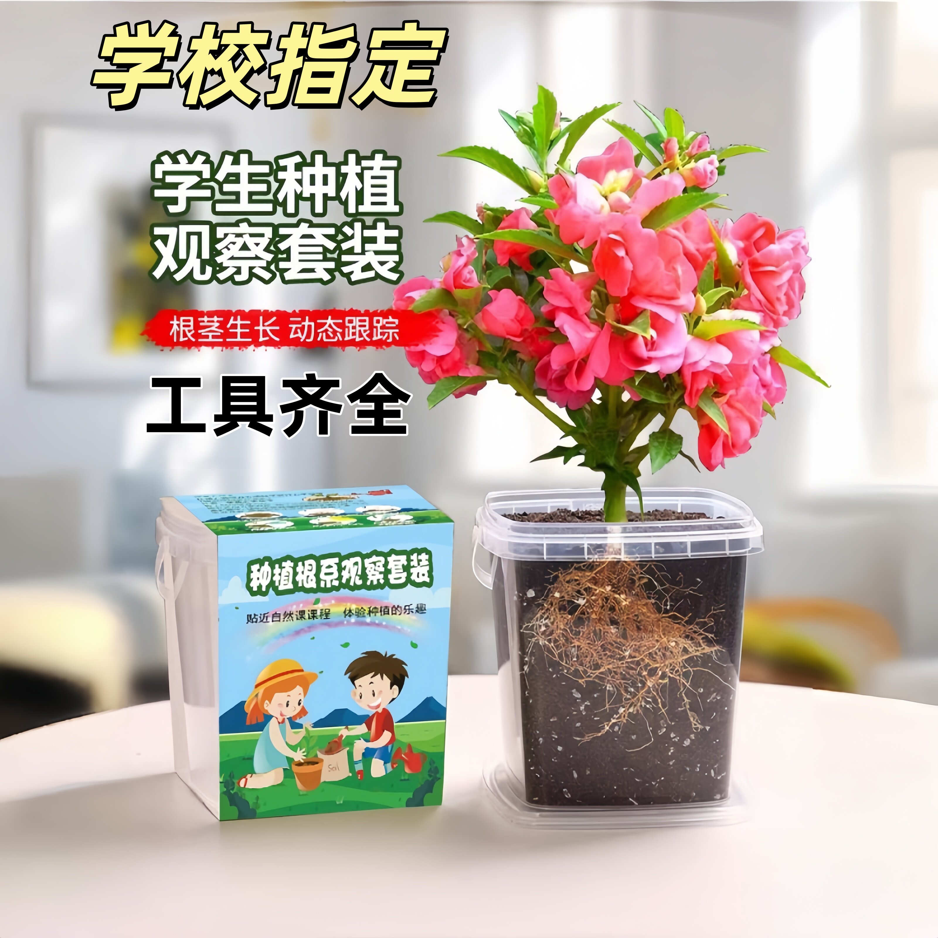 小学生四年级科学实验观察套装凤仙花种籽子儿童种植小盆栽指甲花