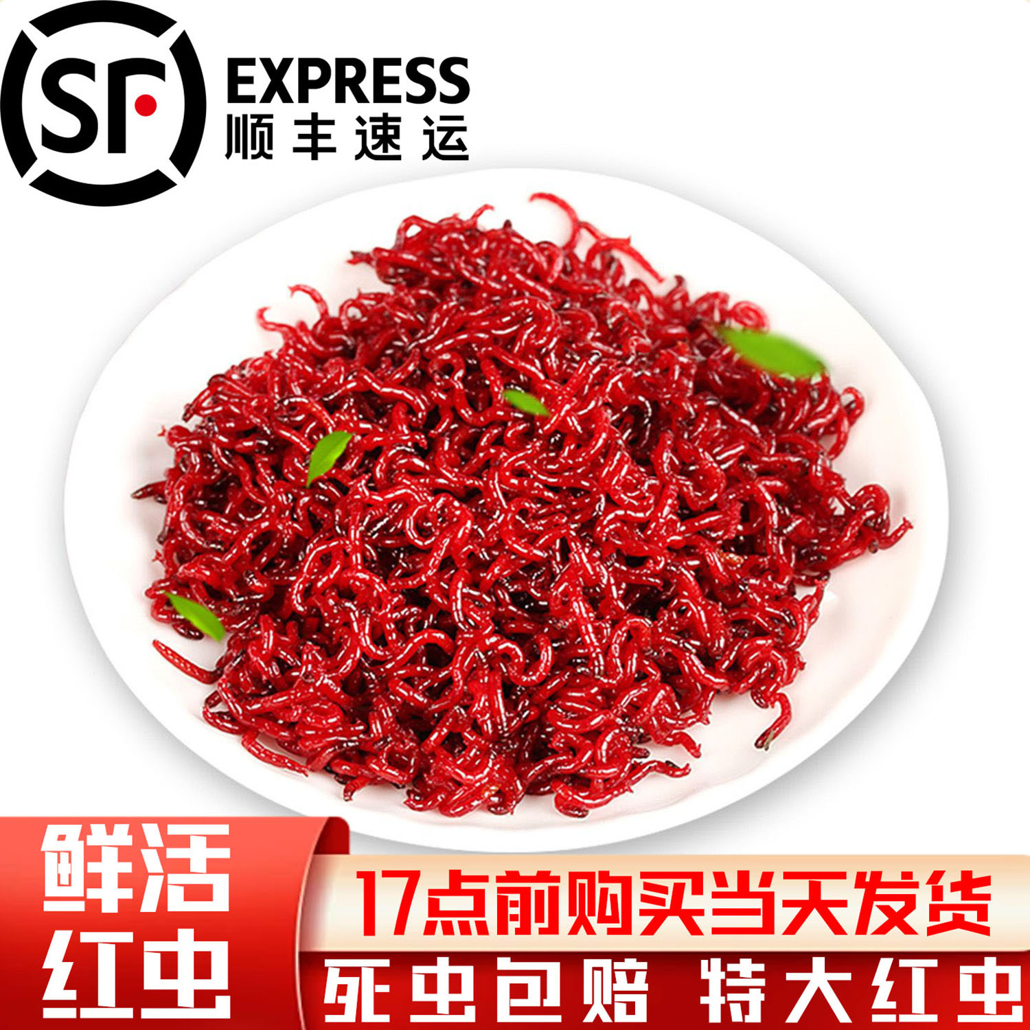 鲜活大号红虫活饵特公虫