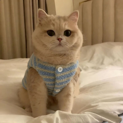 宠物秋冬羊羔毛保暖马甲背心可爱ins款泰迪博美猫狗超萌衣服