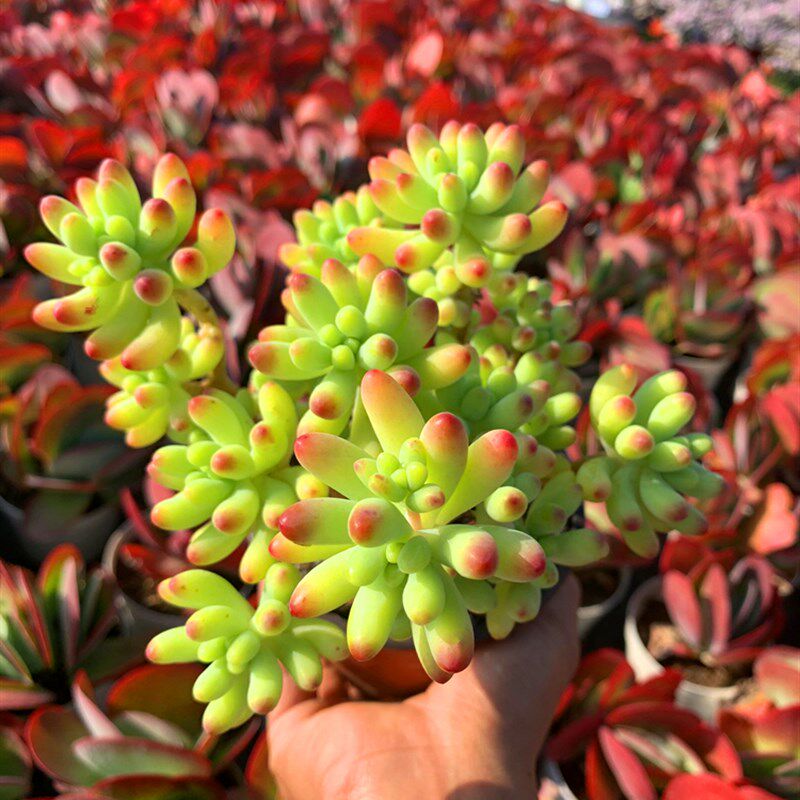 果冻乙女心 新手好养多肉植物老多肉植物