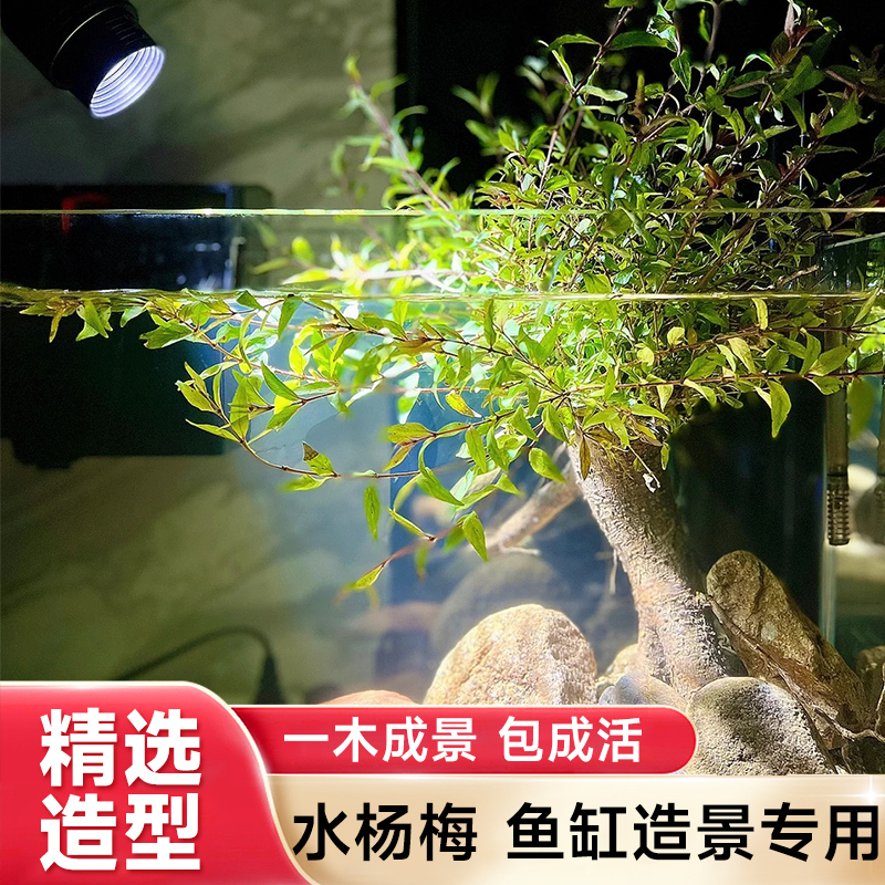 水杨梅植物鱼缸造景老桩摆件乌龟缸观赏水培绿植造景全套古法养鱼