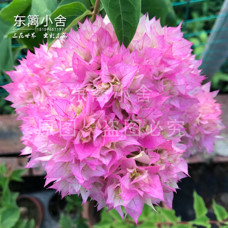 东篱小舍 藤本攀援重瓣 怡景三角梅 西施怡锦 有实拍苗原盆发
