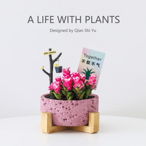 吹雪之松多肉植物粉色肉肉桌面阳台好养新手绿植室内盆栽花卉礼物