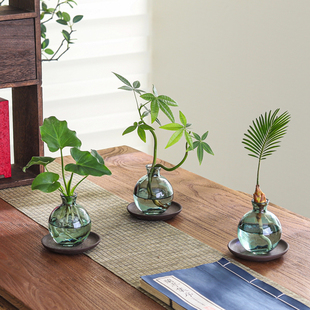 水培植物发财树室内净化空气小盼菩提四季 好养绿萝客厅花卉绿植