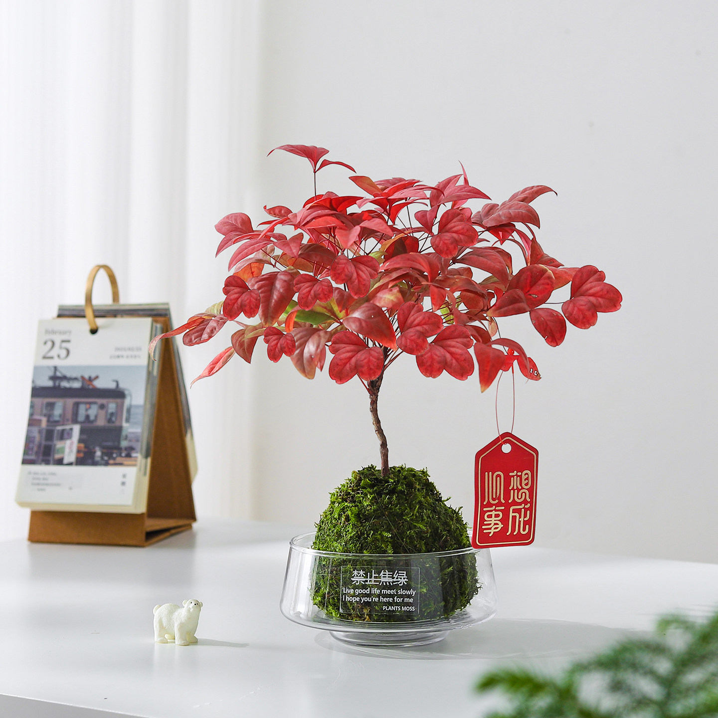 南天竹苔藓球盆栽客厅摆件桌面绿植净化空气四季好养植物花卉盆景,鲜花速递/花卉仿真/绿植园艺,绿植,淘宝优惠券,粉丝福利购,淘宝优惠卷