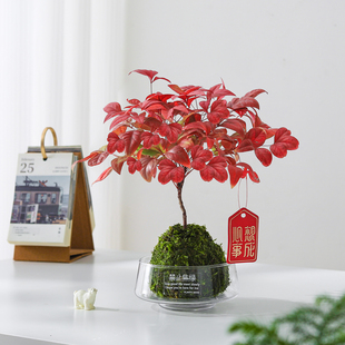 南天竹苔藓球盆栽客厅摆件桌面绿植净化空气四季好养植物花卉盆景