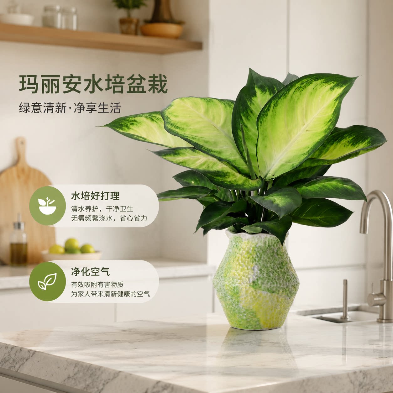 水培玛丽安新手闭眼养长势超旺盛图片