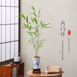 内门竹盆栽室内客厅桌面精品植物盆景四季常绿情绪花卉绿植好养活