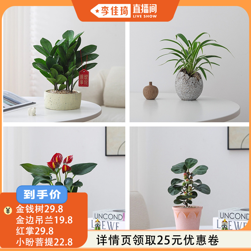 小盼菩提盆栽文竹室内绿植