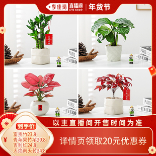 【李佳琦年货补给专场】芊诗语绿植盆栽室内客厅办公室工位花卉