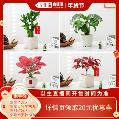 芊诗语室内桌面绿植盆栽