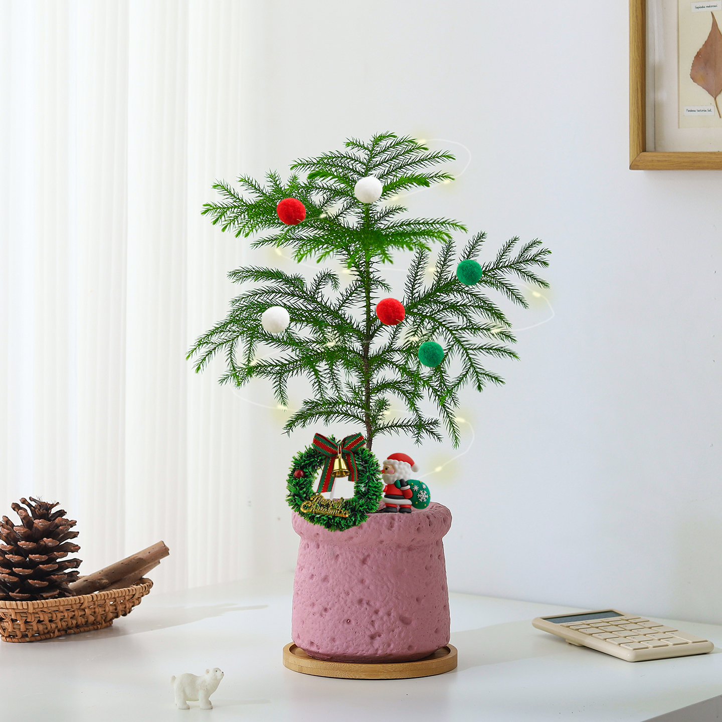 南洋杉盆栽室内客厅植物绿植