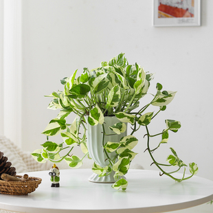 雪花葛盆栽白金葛爬藤垂吊阳台室内桌面好养易活吊兰绿植净化空气