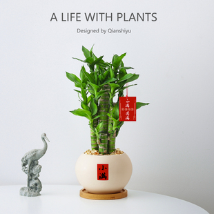 富貴竹小盆栽四季 禪意招財樹綠植辦公室桌面盆景 植物室內客廳中式