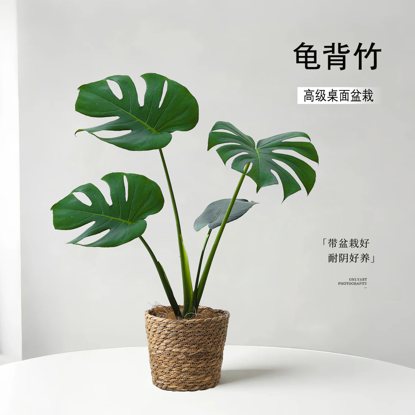 龟背竹子盆栽室内好养净化空气图片
